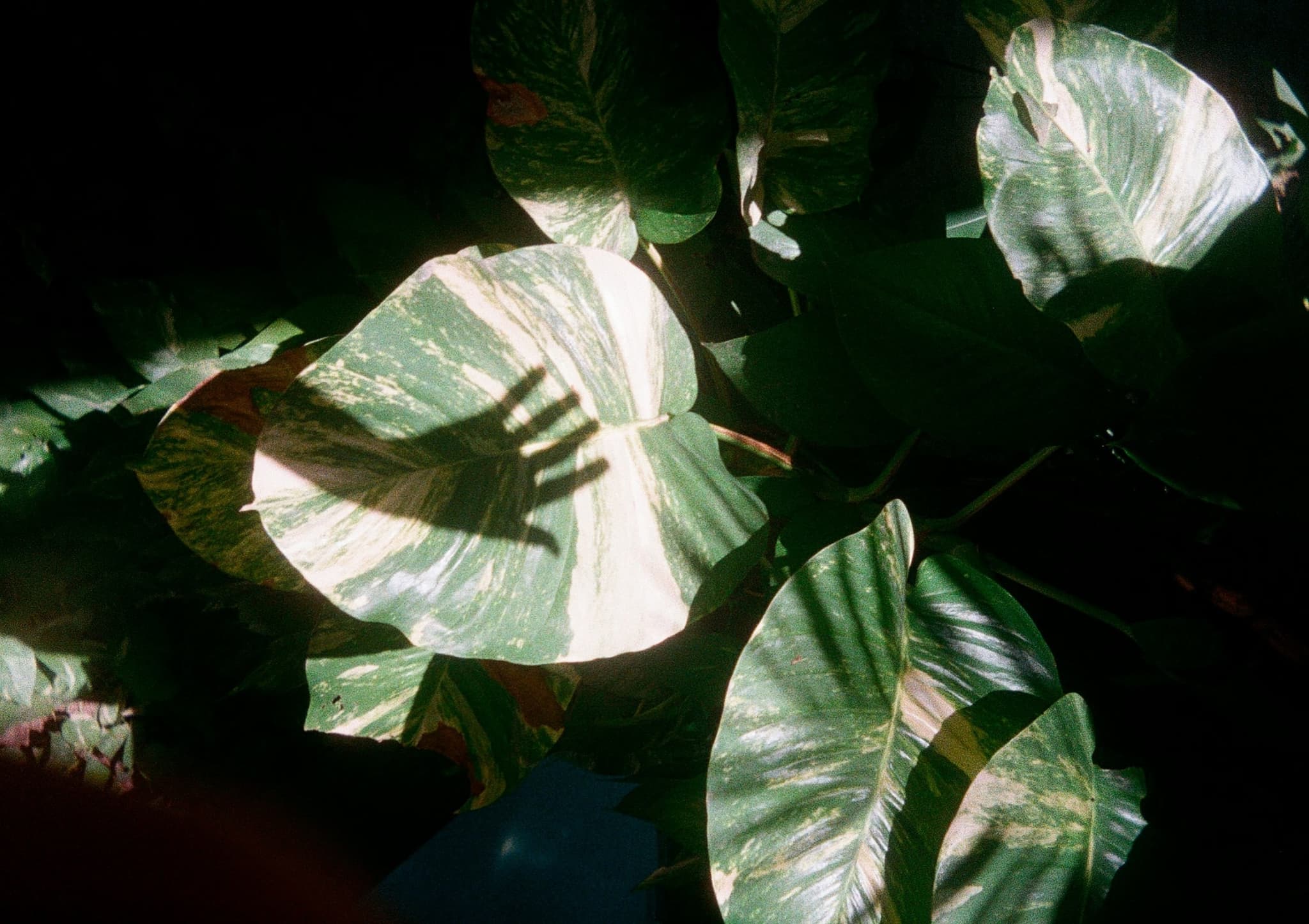 The shadow of a hand falling across a sunlit variegated leaf in deep shade