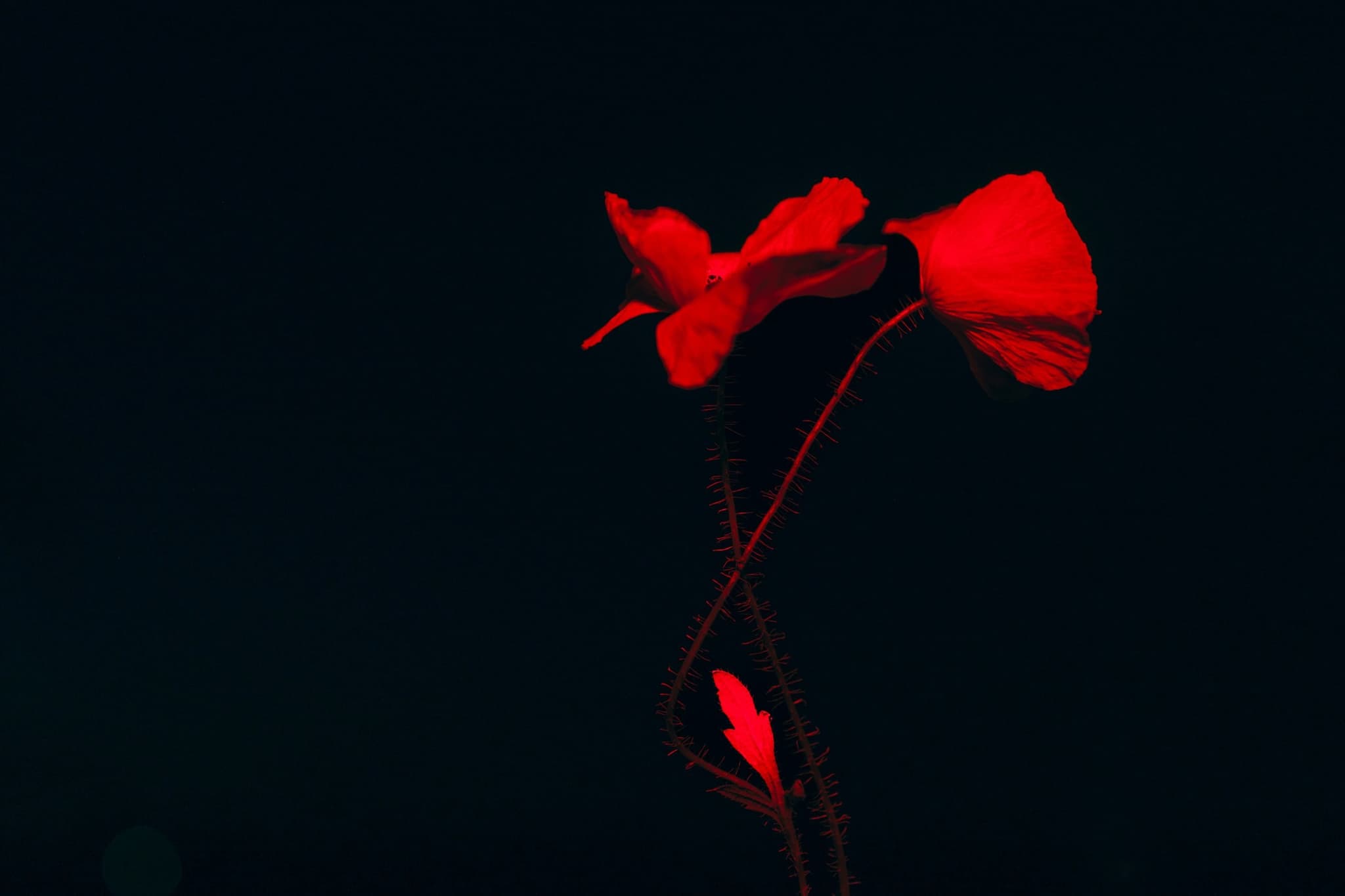 A single red poppy lit against a black background, its stem bending under the flower