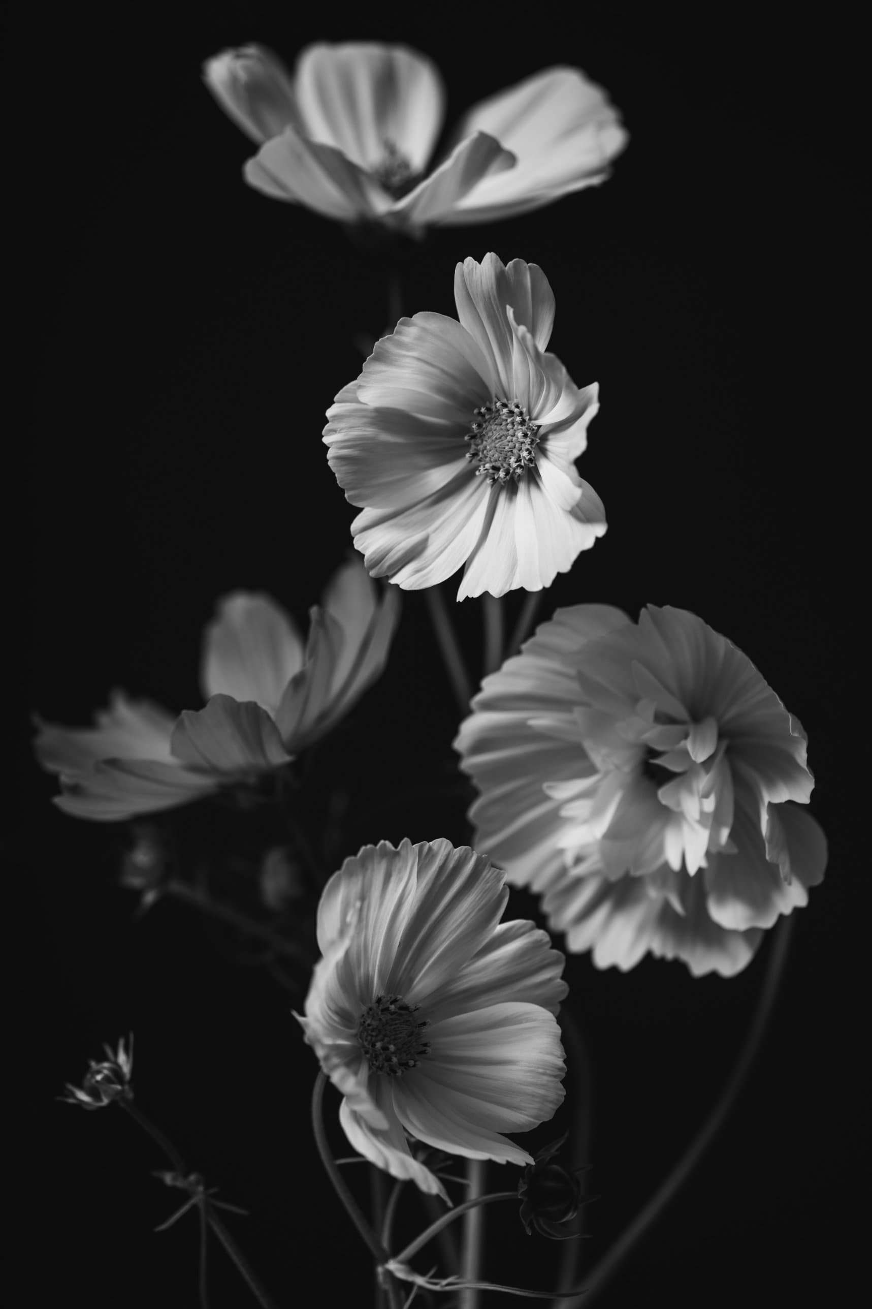 Black and white cosmos flowers on a dark ground