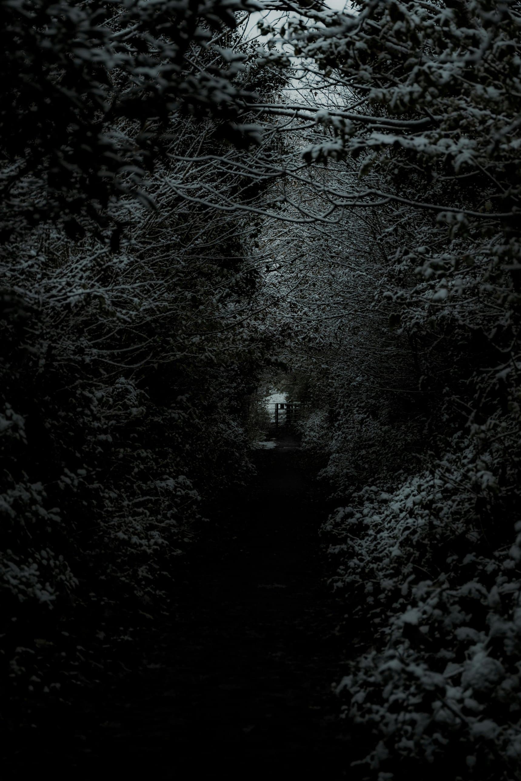 A dark, snow-covered tunnel of trees leading to a gate
