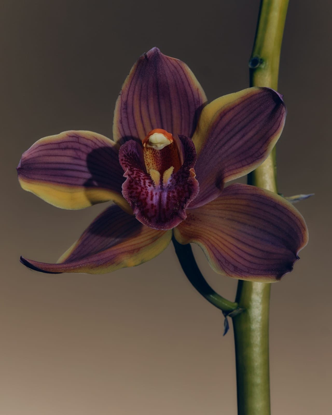 You're Not Lazy. You're in Freeze.